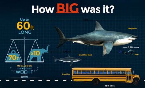 Megalodon Size: How Big Was The Megalodon .